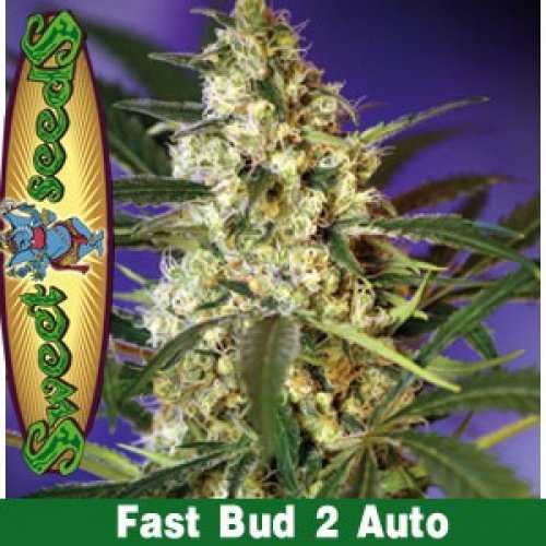 Fast Bud 2 Auto - selbstblühende Samen 5 Stück Sweet Seeds
