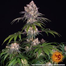 Ice Cream Cake - feminisierte Samen, 10 Stück, Barneys Farm
