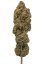 Rucu Cucu OG Auto - Autoflowering cannabis zaden 5 stuks, Seedstockers