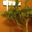 Critical Jack Autoflower - 5 feminized Dinafem seeds