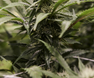 White Widow: Genética de Cannabis Legendaria