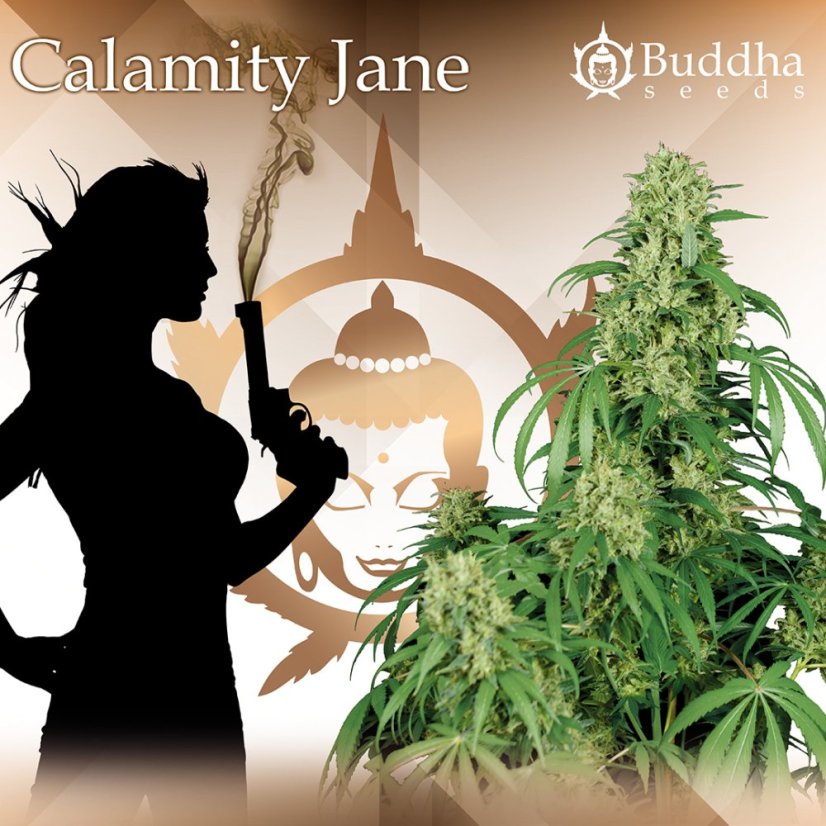 Calamity Jane auto - feminizovaná semínka, 3 ks, Buddha Seeds