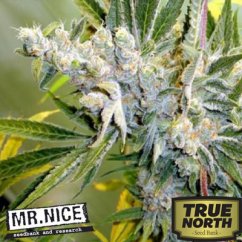 Critical Haze 18 ks standardizovaná semínka Mr. Nice