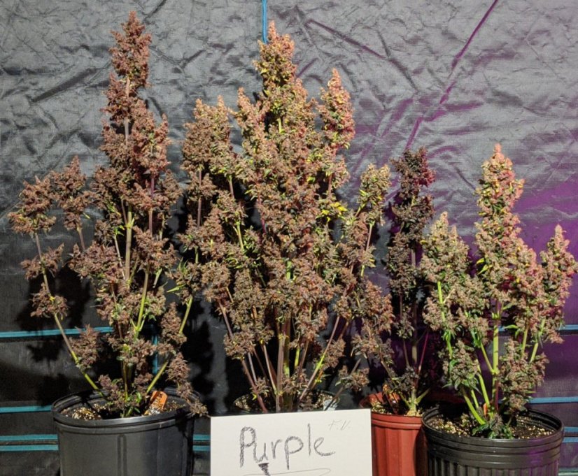 Nasiona Samokwitnące Purple Punch 3 szt