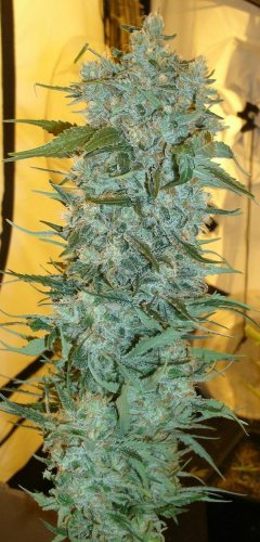Strawberry Cough - Feminized Seeds 10pcs of Dutch Passion