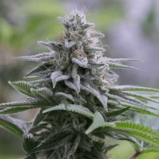 Zkittlez 2.0 - feminizovaná semena 10ks, Silent Seeds