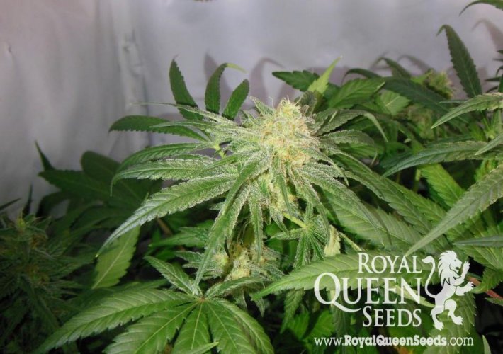 Royal Highness - feminizowane nasiona 5ks Royal Queen Seeds