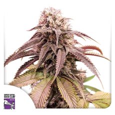 Strawberry Cookies - feminizovaná semena 8 ks, Super Sativa Seed Club