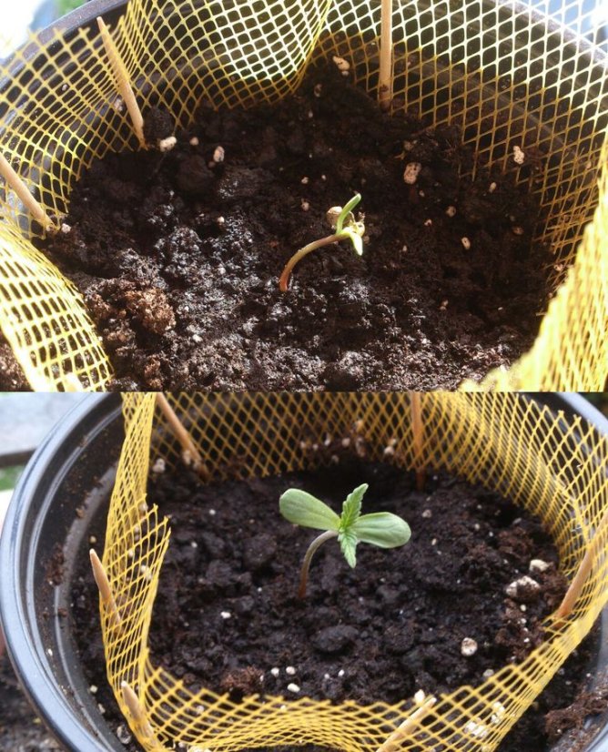Bubba Kush Auto - fem. a autoflowering semienka 5ks Dinafem