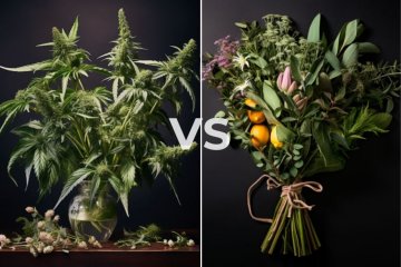 CANNABIS UND KRÄUTER: EIN VERGLEICH IHRER EIGENSCHAFTEN UND WIRKUNGEN