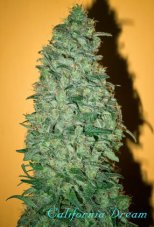 Mandala Seeds California Dream nasiona feminizowane