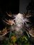 Gelat.OG - feminized cannabis seeds 5 pcs, Seedsman