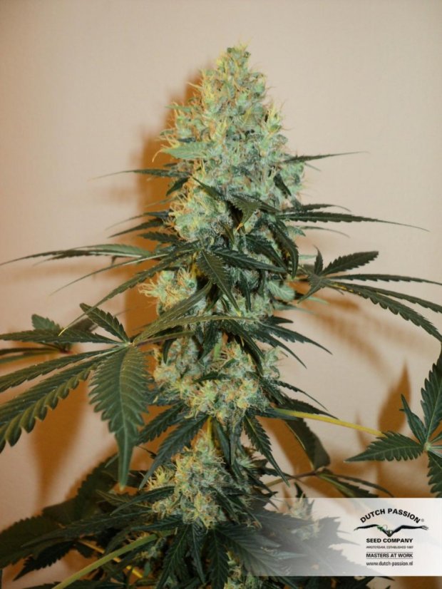 Master Kush - feminizované semená 10 ks Dutch Passion