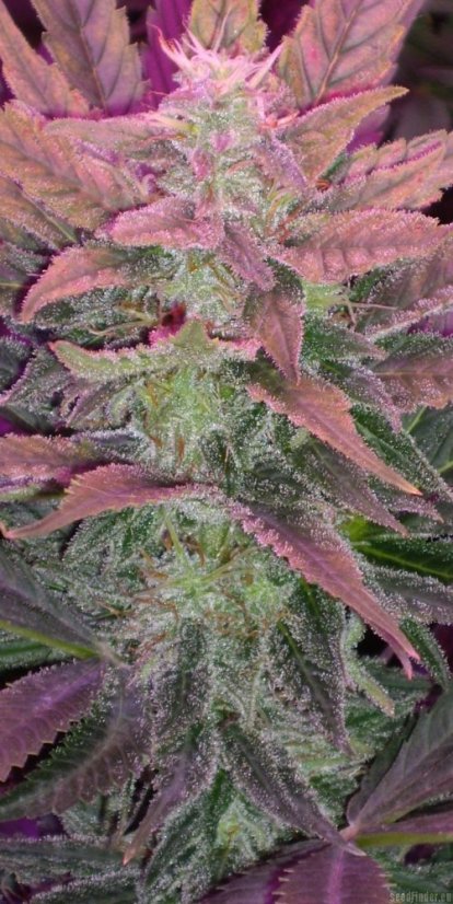 Cream Caramel – feminizované semienka 10ks Sweet Seeds