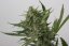 OG Kush Auto - fem. a samonakvétací semienka 5ks Humboldt