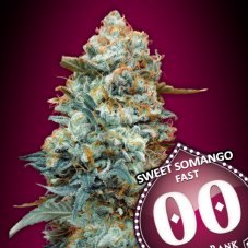Sweet Somango Fast Version - feminized marijuana seeds, 3pcs 00 Seeds