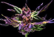 Grand Daddy Genetics Ken's Original GDP, feminizované semená 5 ks