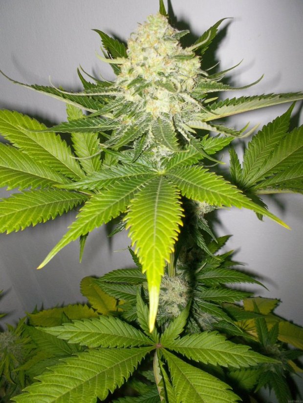 Atomical Haze - feminizovaná semínka 5 ks Paradise Seeds