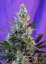 Sweet Skunk Fast Version – 3 ks feminizovaná semienka Sweet Seeds