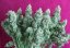 Sticky Fingers Auto - autoflowering semena konopí 3 ks, Seedstockers