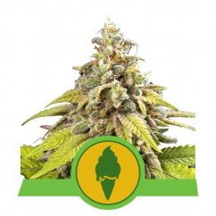 Green Gelato Auto - feminisierte Samen 3 Stück, Royal Queen Seeds