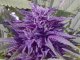 Purple - Purple Cannabis