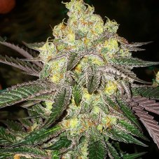 Ethos Genetics Candy Store Rbx nasiona feminizowane