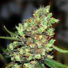 G13 Labs Skunk #1 feminized seeds