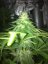 Vanilla Kush – feminizované semienka 10 ks Barney's Farm