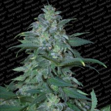 Magic Bud 3 ks, feminizované semená Paradise Seeds