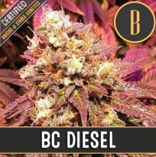 BlimBurn Seeds BC Diesel nasiona feminizowane
