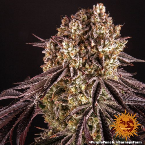 Purple Punch - feminizovaná semená marihuany 3 ks Barney´s Farm