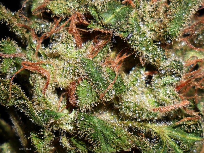 Snow Bud - feminizovaná semena 10 ks Dutch Passion