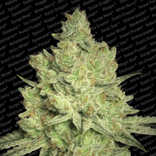 Jacky White - feminisierte Samen 5 Stück Paradise Seeds