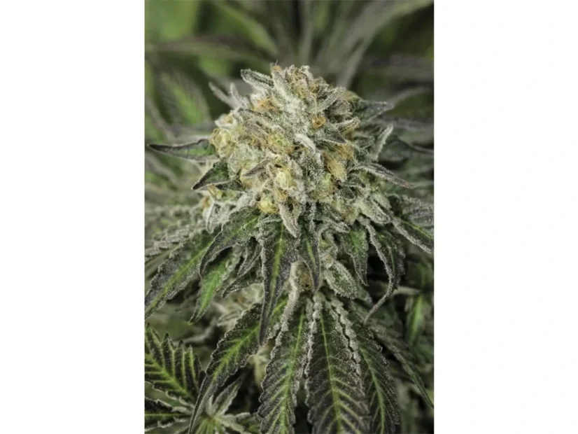 Humboldt Sour Diesel Feminizované Semená - 5