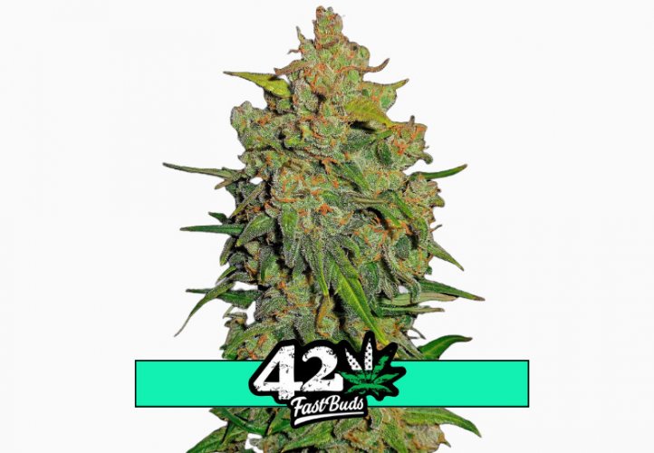 Lemon AK Auto - Autoflowering Marihuana Samen 5 Stück Fast Buds