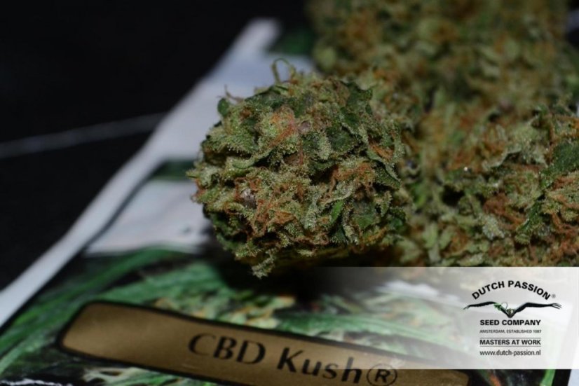 CBD Kush®- feminizované semínka 3 ks Dutch Passion