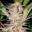 SAD - Feminized Seeds 3 pcs Sweet Seeds
