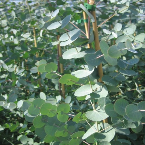 Eukalyptus Guni (rastlina: eucalyptus gunnii) - semená- 12 ks *