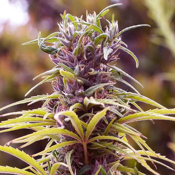 Durban poison - feminized seeds 5 pcs Nirvana Seeds