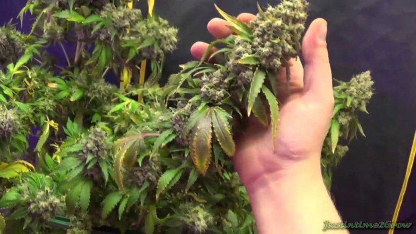 Lemon Thai Kush - reguläre Samen 10 Stück Humboldt