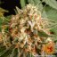 Orange Sherbert - feminizované semená marihuany 5 ks Barney´s Farm