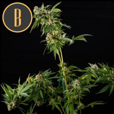 BlimBurn Seeds Mamba Negra Feminized Seeds