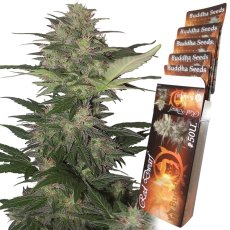 Red Dwarf auto - feminizovaná semena, 3 ks, Buddha Seeds