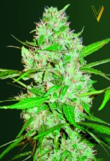 Victory Seeds Red Russian XXL Auto feminizovaná semena