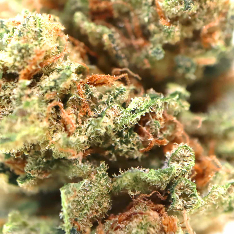 Obi-Wan - Innen CBD Blumen Cannapio, 10g
