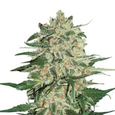 Big Bud feminisierte Samen 3 Stück Seedstockers
