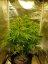 Gelat.OG Auto - autoflowering cannabis seeds 10 pcs, Seedsman