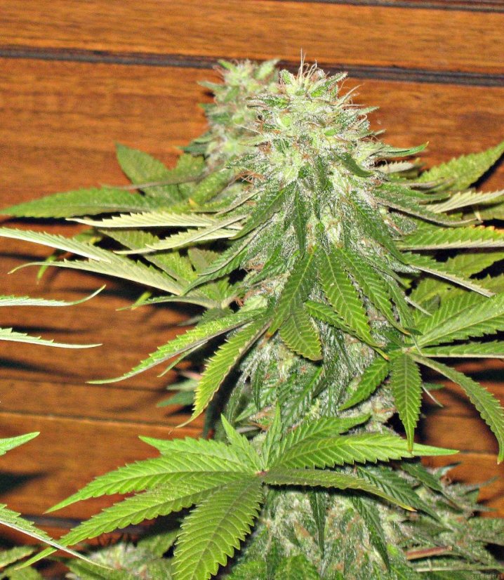 Sweet Cheese – feminizovaná semínka 5 ks Sweet Seeds