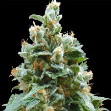 Vanilla Kush - feminized seeds 10 pcs Barney's Farm